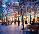 Tree Lights in Seattle